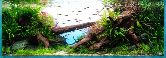 "Laugh Tale" ADA 120P Nature Aquarium