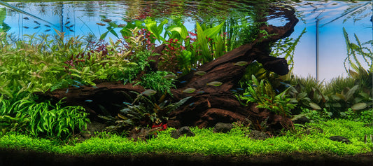 "Mirrorless Nature" - ADA 90P Nature Aquarium - Pachi Aquarium