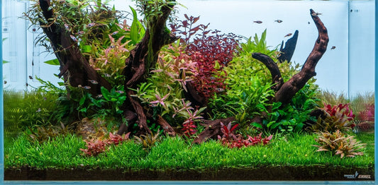 "Planted Paradise" Ryoboku bei Dennerle Plants (Interzoo 2022) - Pachi Aquarium