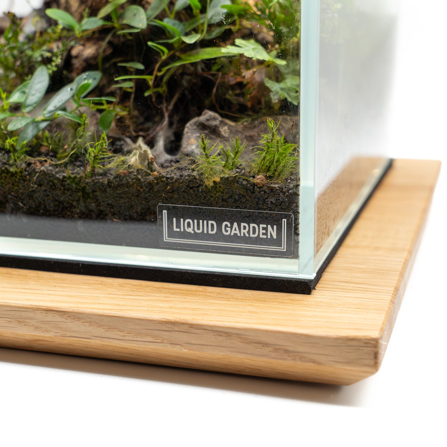 Wabi Kusa Board mit Mini Terrarium Details