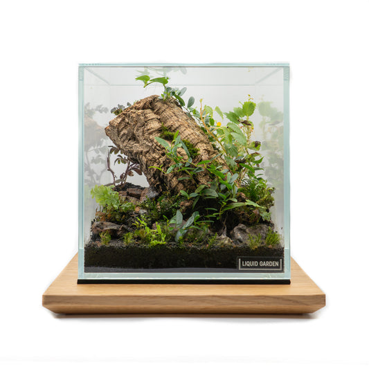 Wabi Kusa Board mit Mini Terrarium