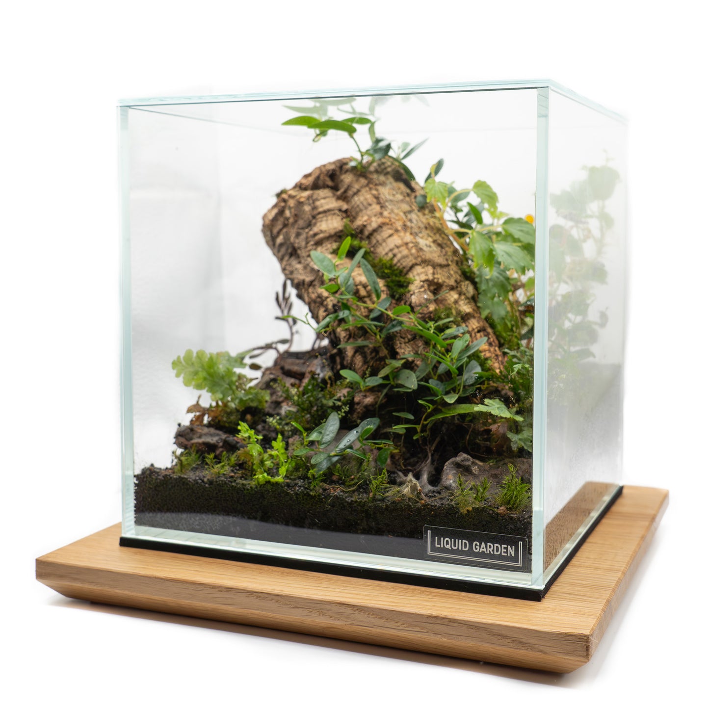 Wabi Kusa Board mit Mini Terrarium 1